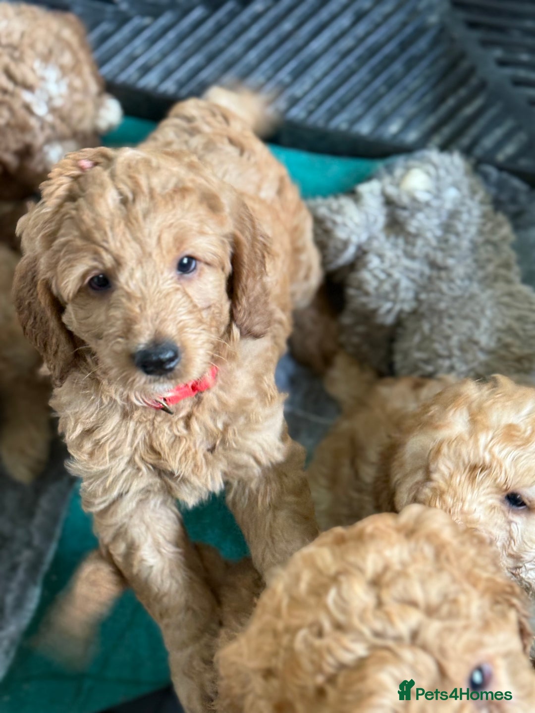 Australian Labradoodle dogs for sale: 5* Health tested Australian labradoodles  - Image 10