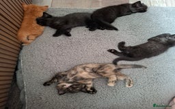 Mixed Breed cats for sale: 2 Cute Male BSH X Kittens - Image 6