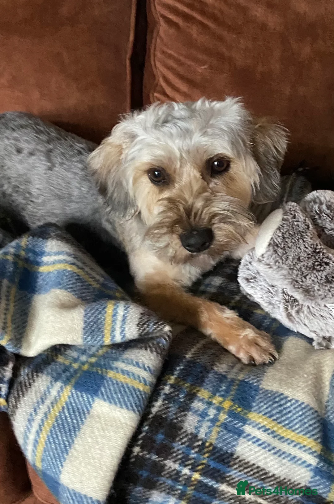 Yorkiepoo dogs for sale: Yorkipoo - Advert 1