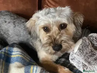 Yorkiepoo dogs Yorkipoo - Advert 1