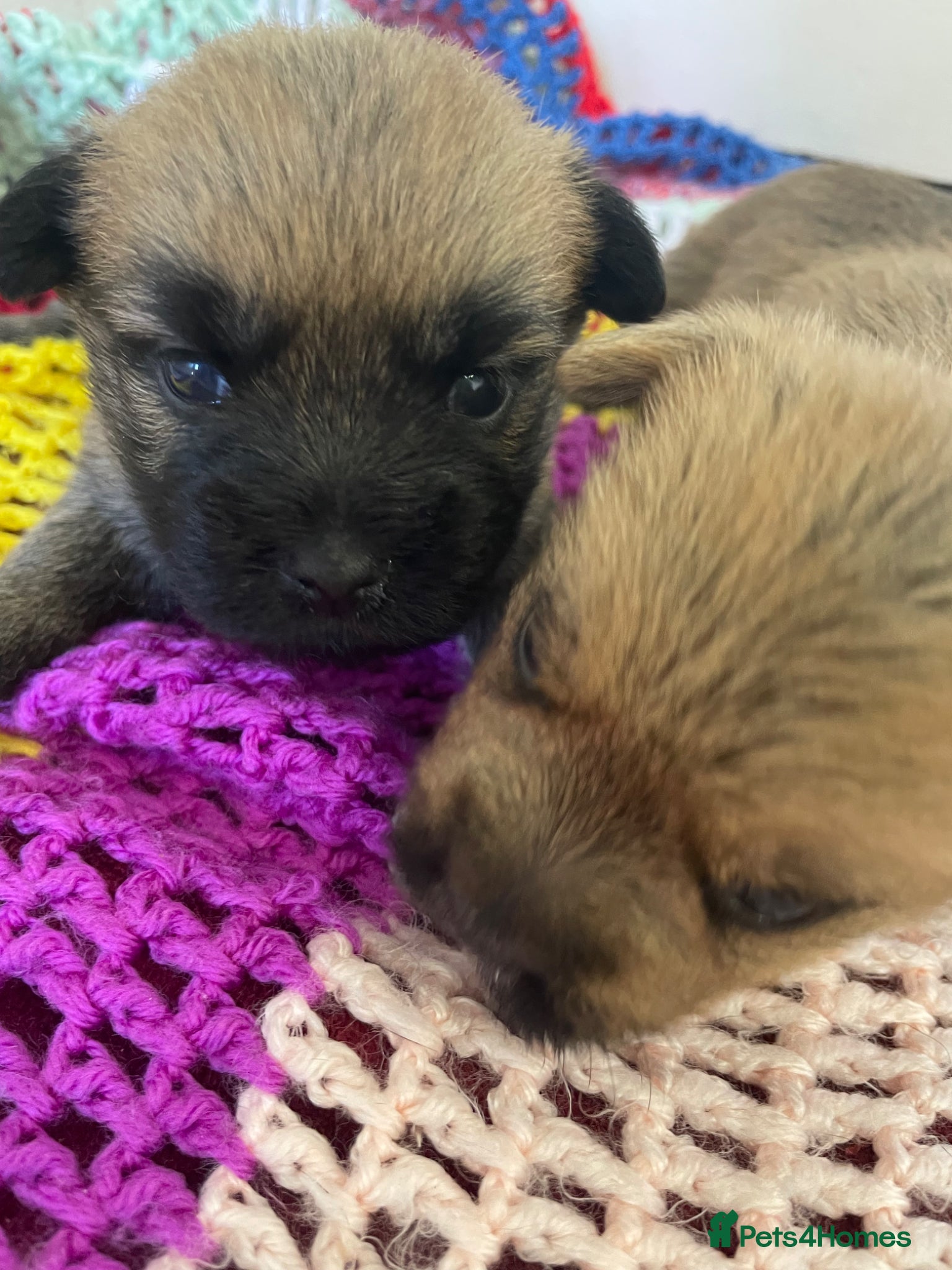 Cairn Terrier dogs Quality KC Reg Cairn Terrier pups  - Advert 6