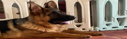 German Shepherd dogs for sale: Outstanding specimen German Shepherd  - Advert 4