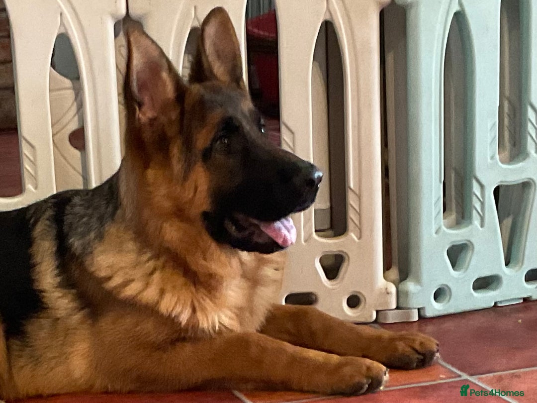 German Shepherd dogs for sale: Outstanding specimen German Shepherd  - Advert 4