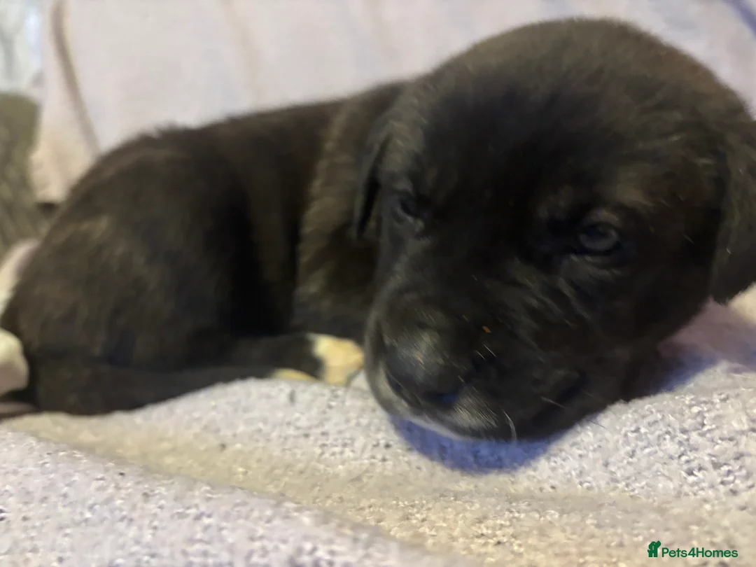 Mixed Breed dogs for sale: 10 beautiful puppies canecorso X huskyakita - Advert 3