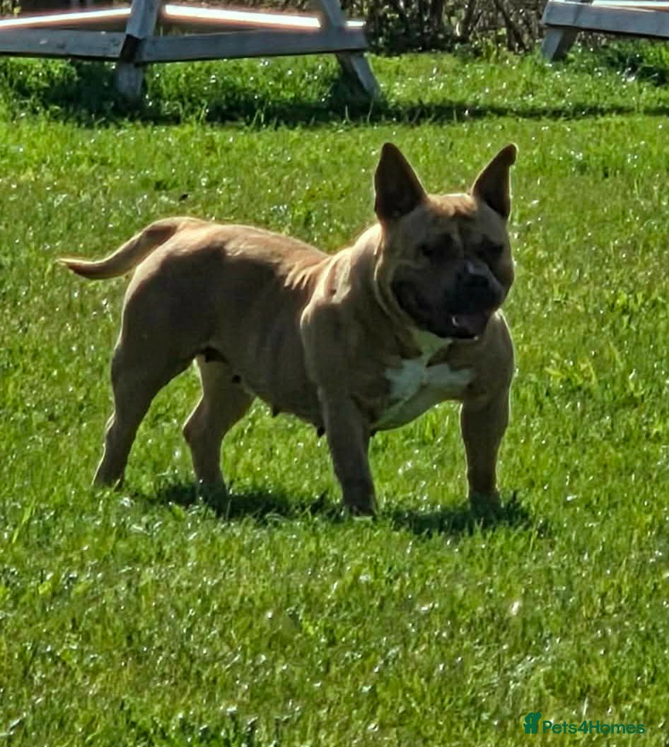 American Bully dogs Pocket bully for sale - Advert 14