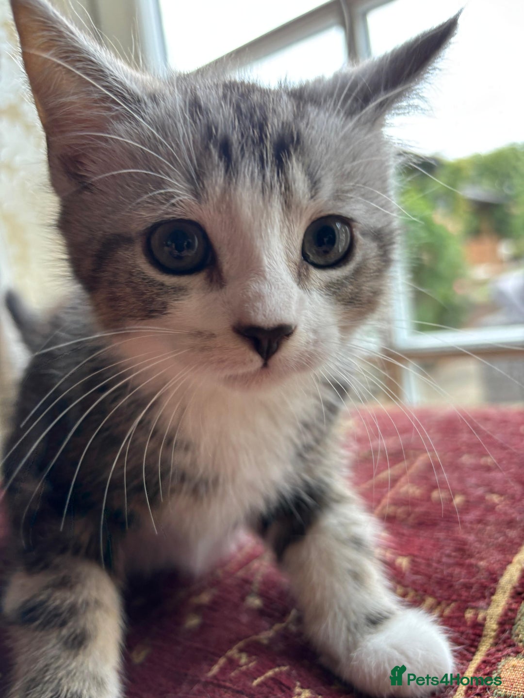 Persian cats for sale: Persian chinchilla mix of 3 boys left in St Albans - Image 16