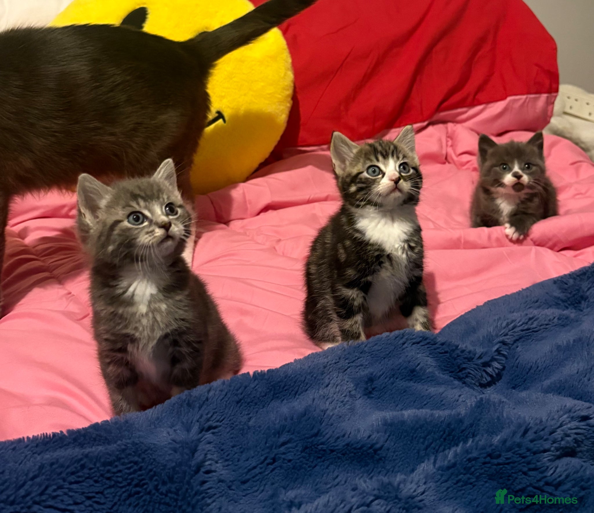 Mixed Breed cats Mixed breed litter  - Advert 4