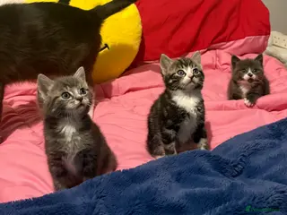Mixed Breed cats Mixed breed litter *AVALIABLE 7TH MAY* - Advert 1