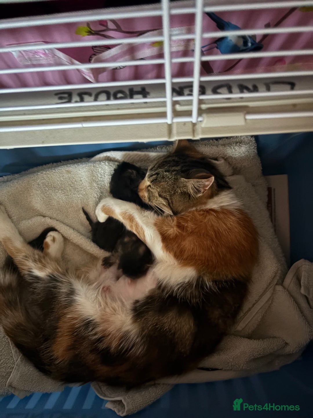 Domestic Shorthair cats for sale: 1 boy and 1 girl tabby and tortoiseshell - Image 11