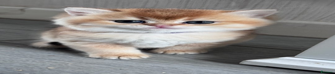 British Shorthair Kitten 5