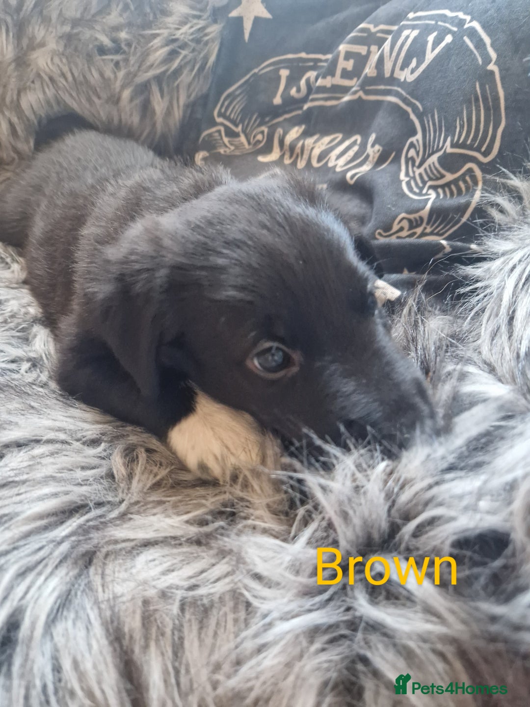 Mixed Breed dogs for sale: Beautiful Rough Collie/Border Collie puppies.  in Towcester - Image 13