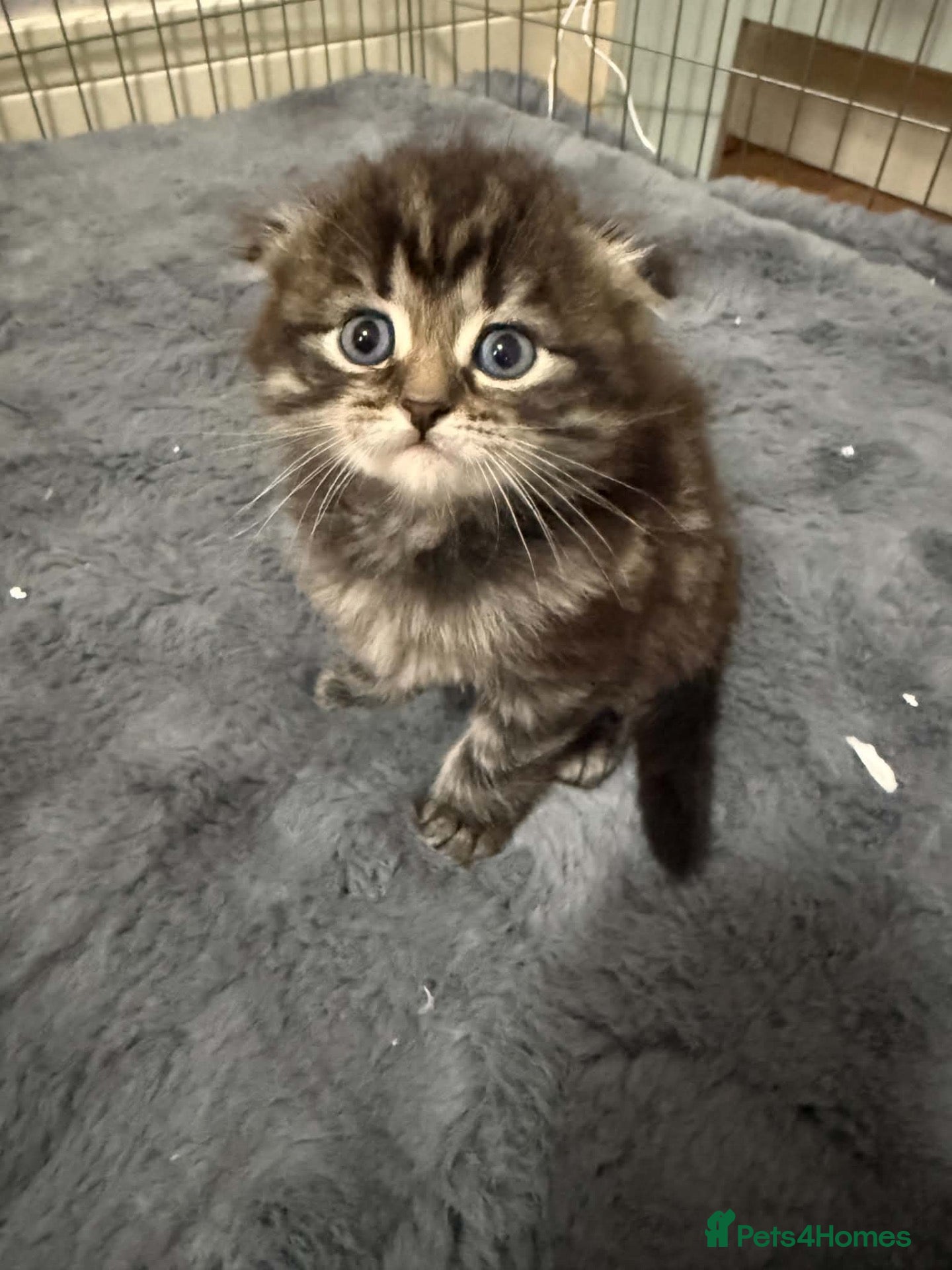 Scottish Fold cats Scottish fold kittens  - Advert 2