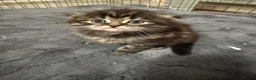Scottish Fold cats for sale: Scottish fold kittens  - Advert 2