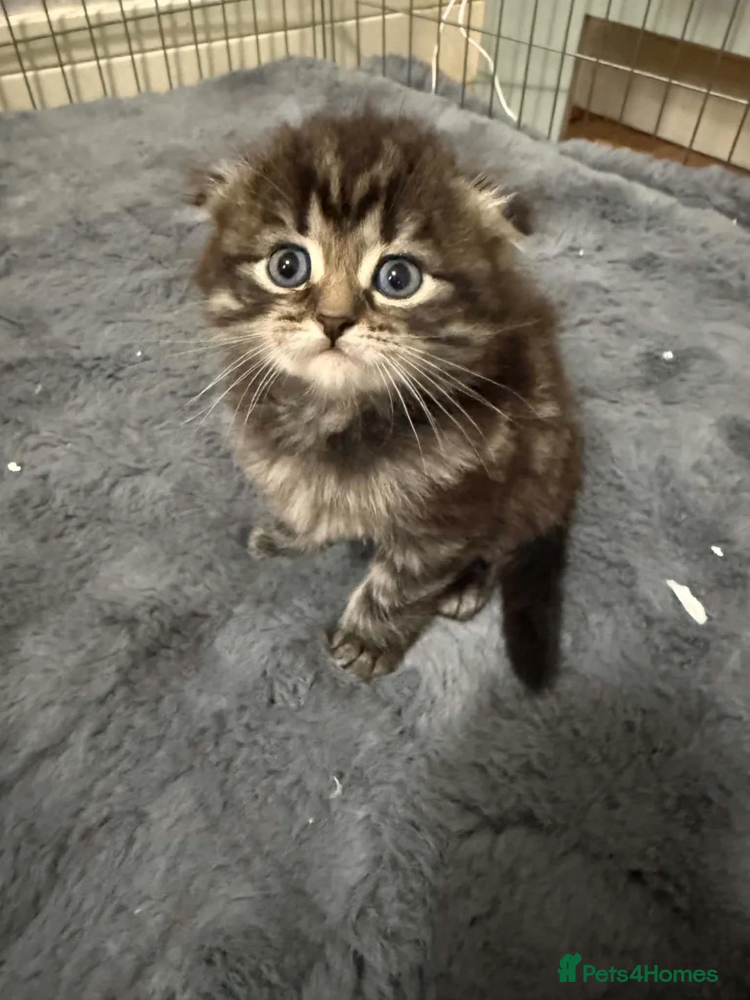 Scottish Fold cats for sale: Scottish fold kittens  - Advert 2