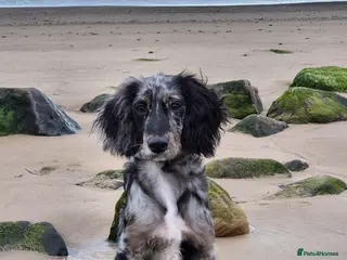 Cockapoo dogs Male Merle Cocapoo - Advert 1