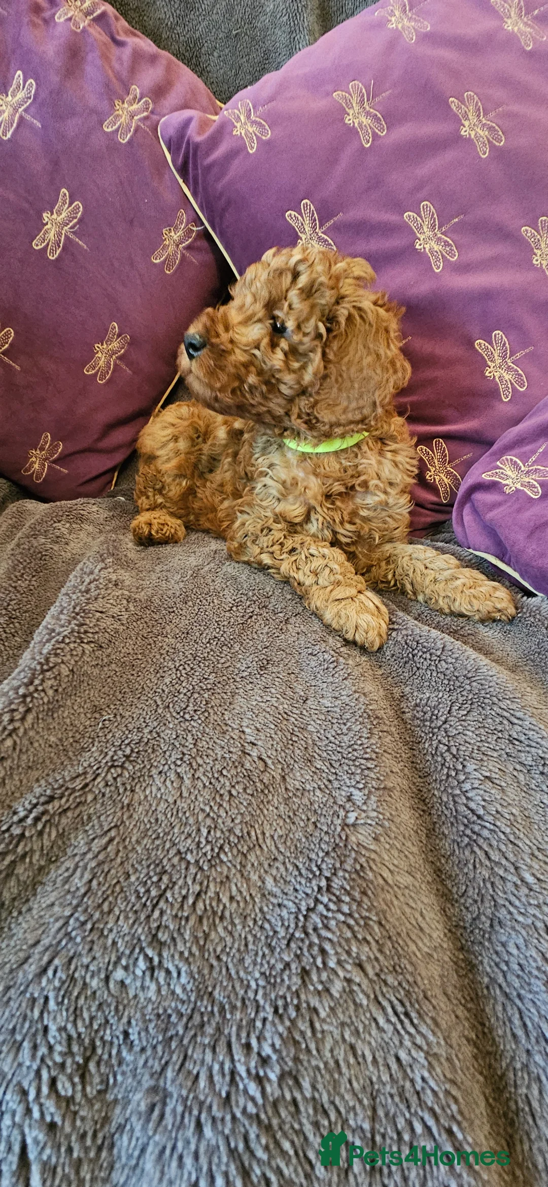 Toy Poodle dogs for sale: Beautiful Toy Poodle Puppies - Advert 2