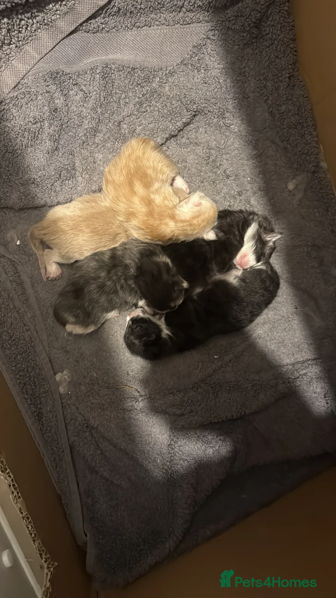 Maine Coon cats for sale: Stunning Purebred Maine Coon Kittens in Beverley - Advert 3
