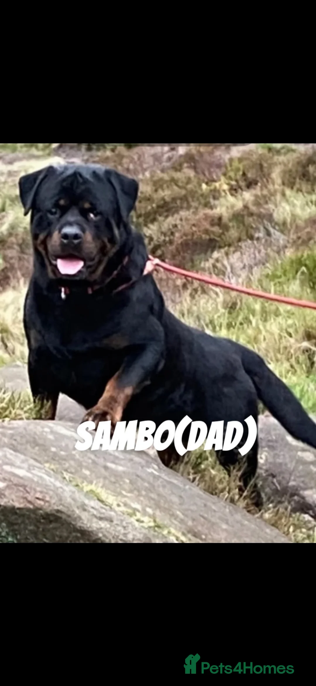 Rottweiler dogs for sale: Rottweiler puppies  in Nottingham - Advert 2