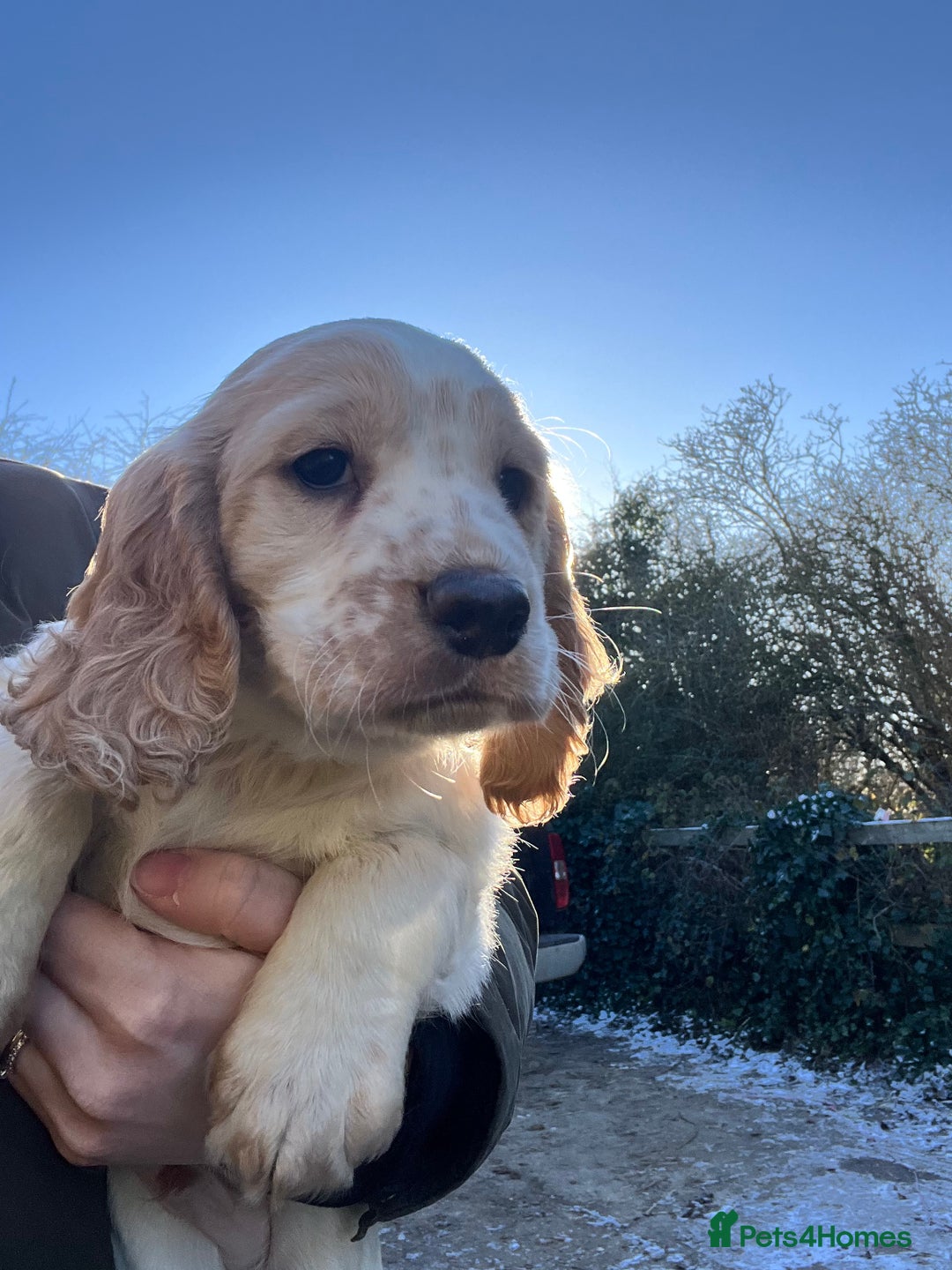 Cocker Spaniel dogs for sale: Kc cocker spaniel - Advert 4