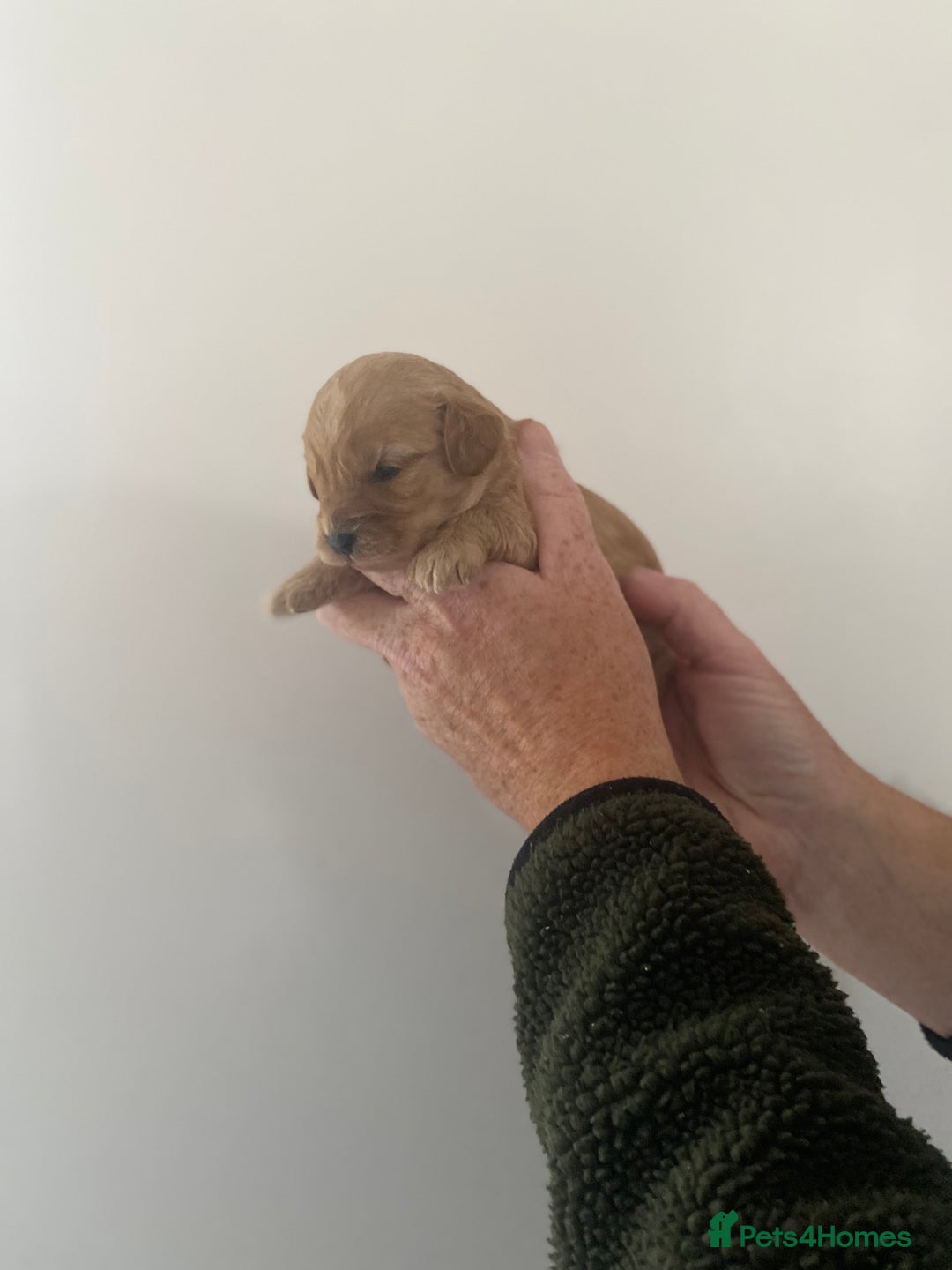 Cavapoo dogs for sale: Beautiful Cavapoo puppy’s❤️ - Image 8