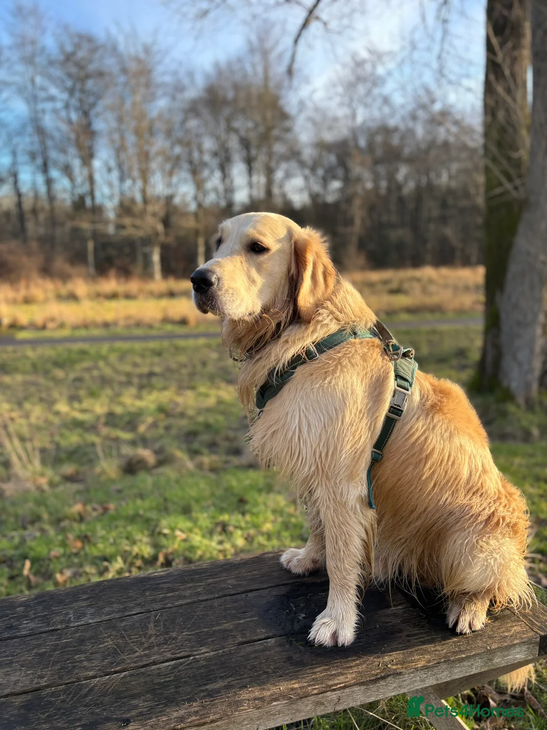 Golden Retriever dogs for stud: 🐾 Proven Golden Retriever Stud Available 🐾 - Advert 7