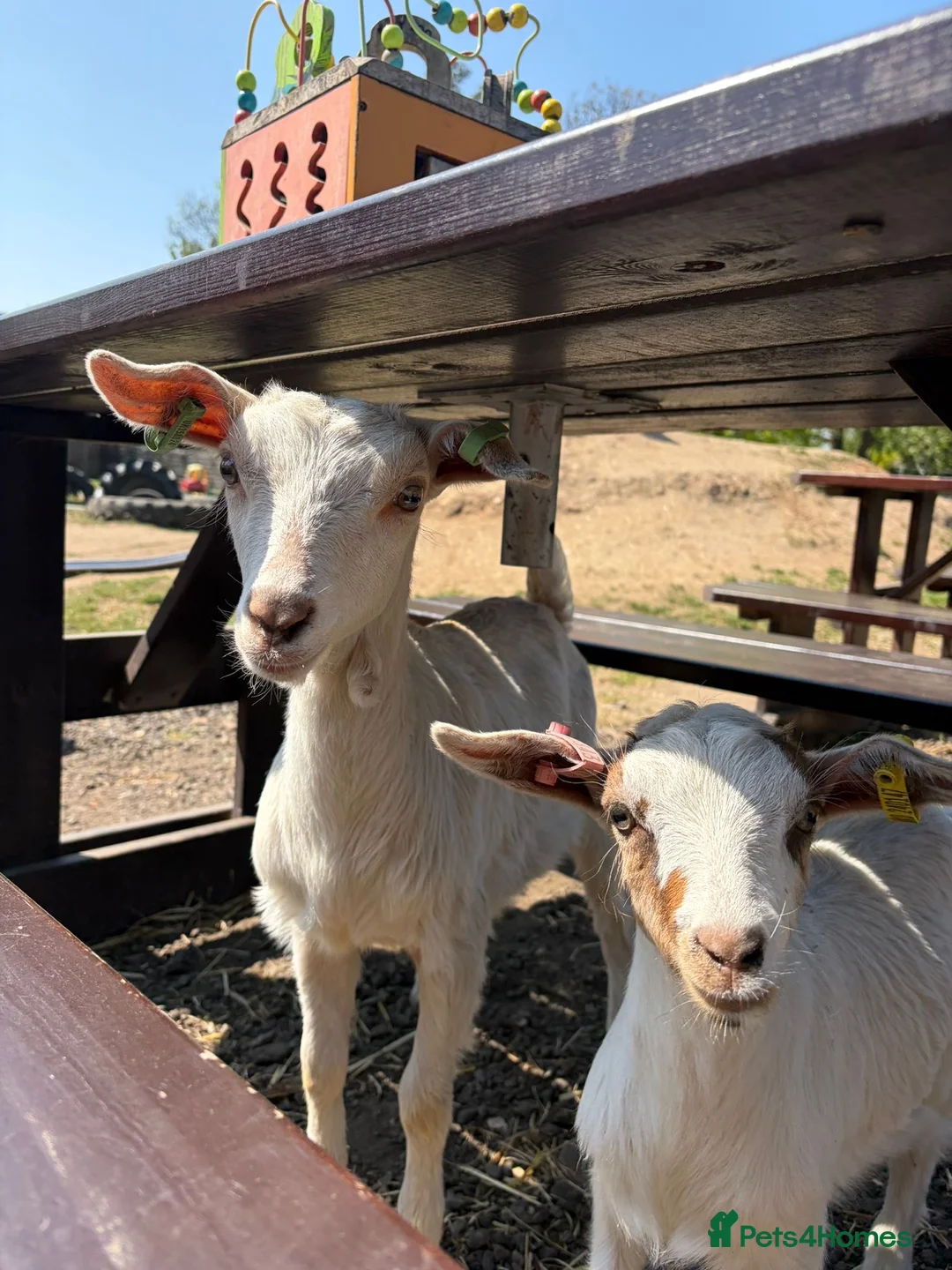 Goats livestock for sale: Super friendly pet goats!  - Advert 1
