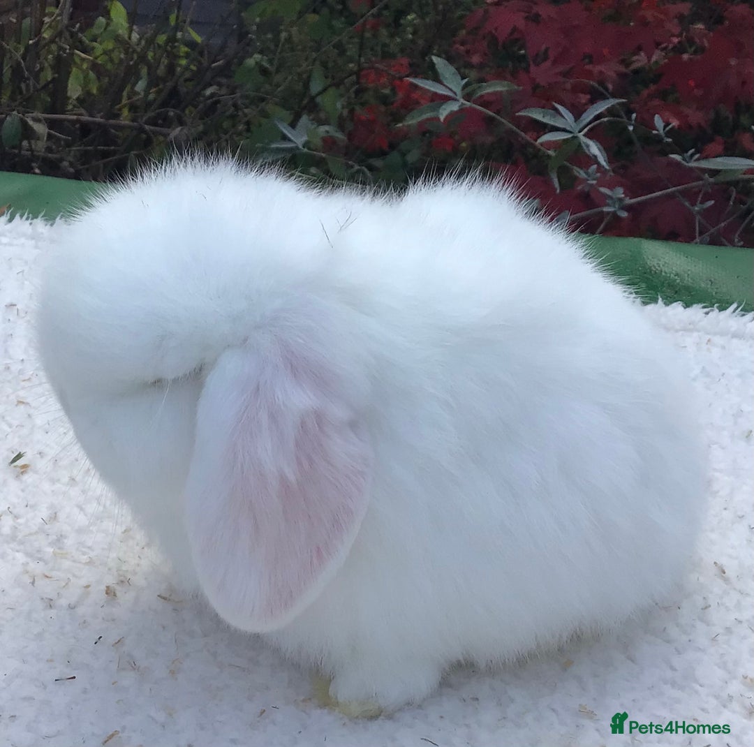 Mini Lop rabbits for sale: Mini lop doe - Advert 2