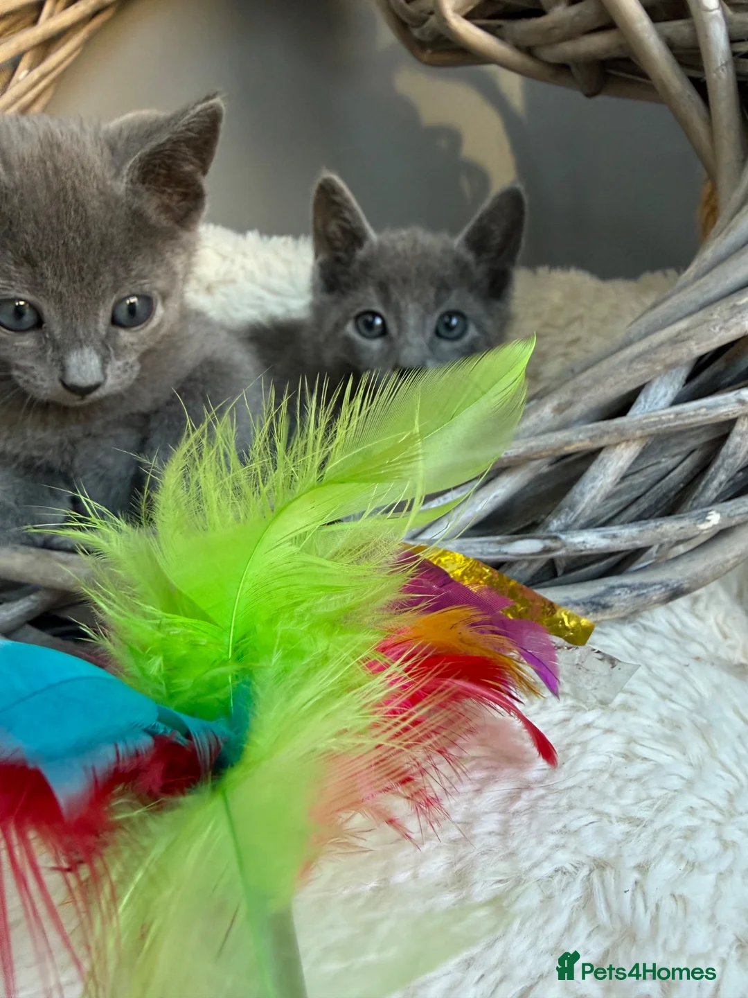 Russian Blue cats for sale: 🥇AWARD WINNING RUSSIAN BLUE - Advert 11