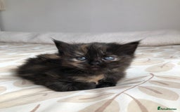Siberian cats for sale: Stunning Siberian Kittens! - Image 4