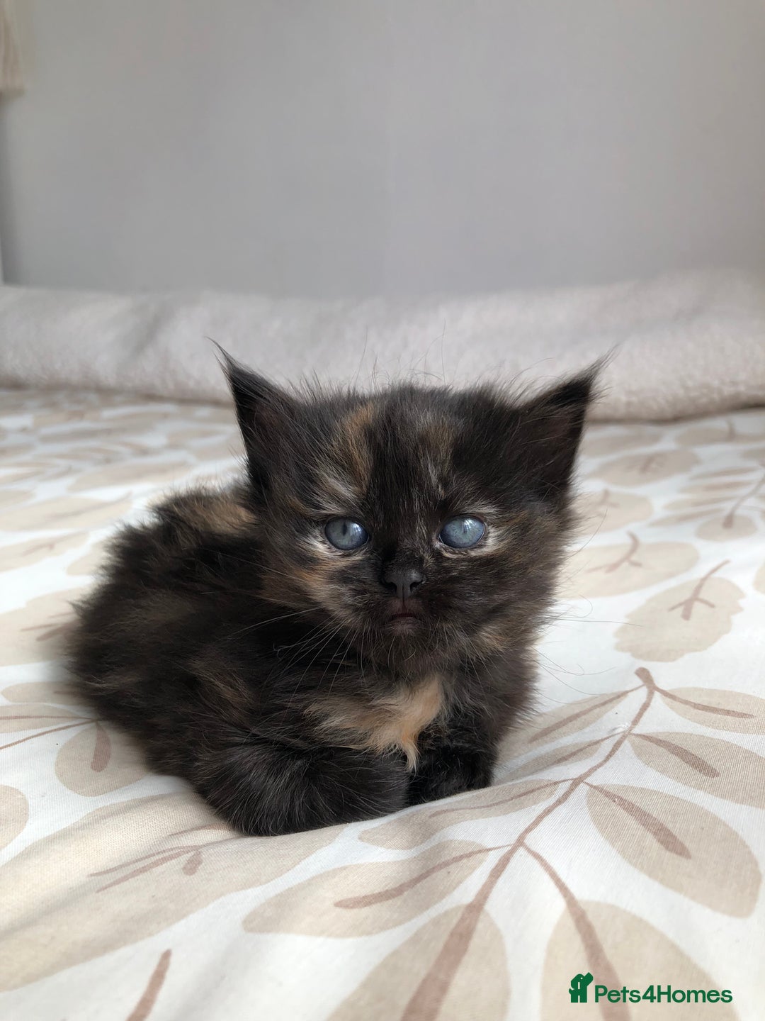 Siberian cats for sale: Stunning Siberian Kittens! - Image 4