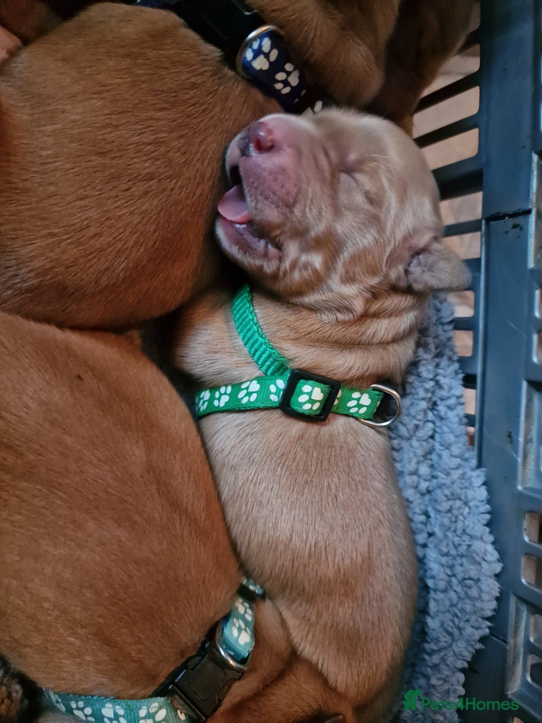 Golden Retriever dogs for sale: Beautiful KC-Registered Golden Retriever Puppies - Advert 31