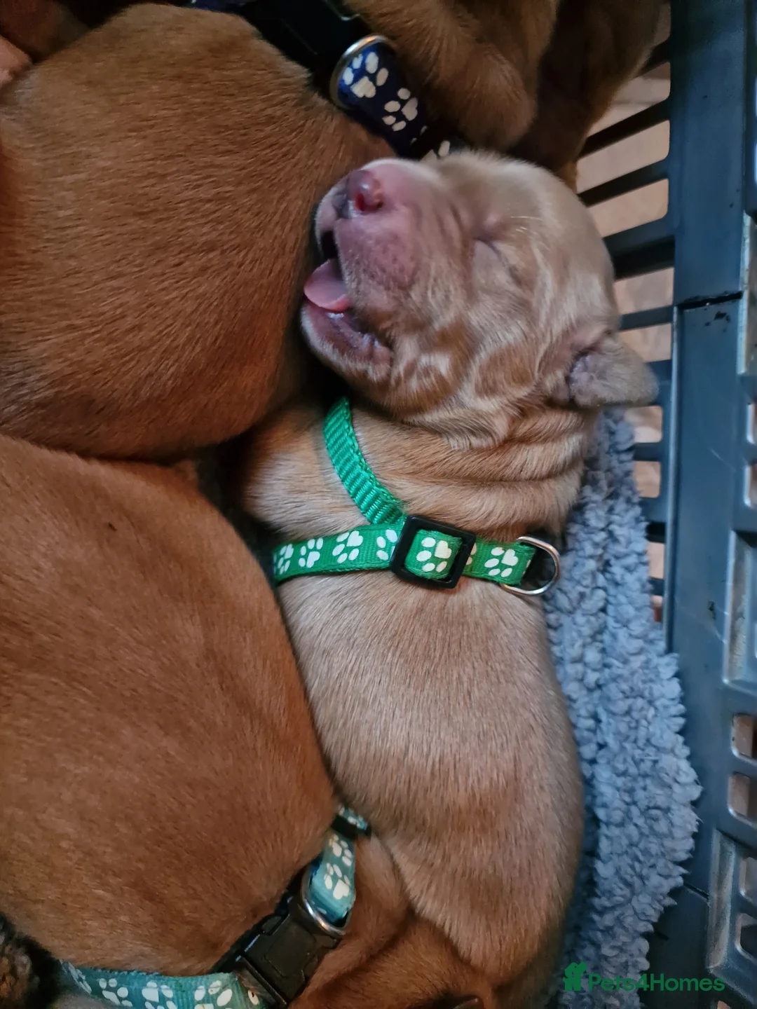 Golden Retriever dogs for sale: Beautiful KC-Registered Golden Retriever Puppies - Advert 24