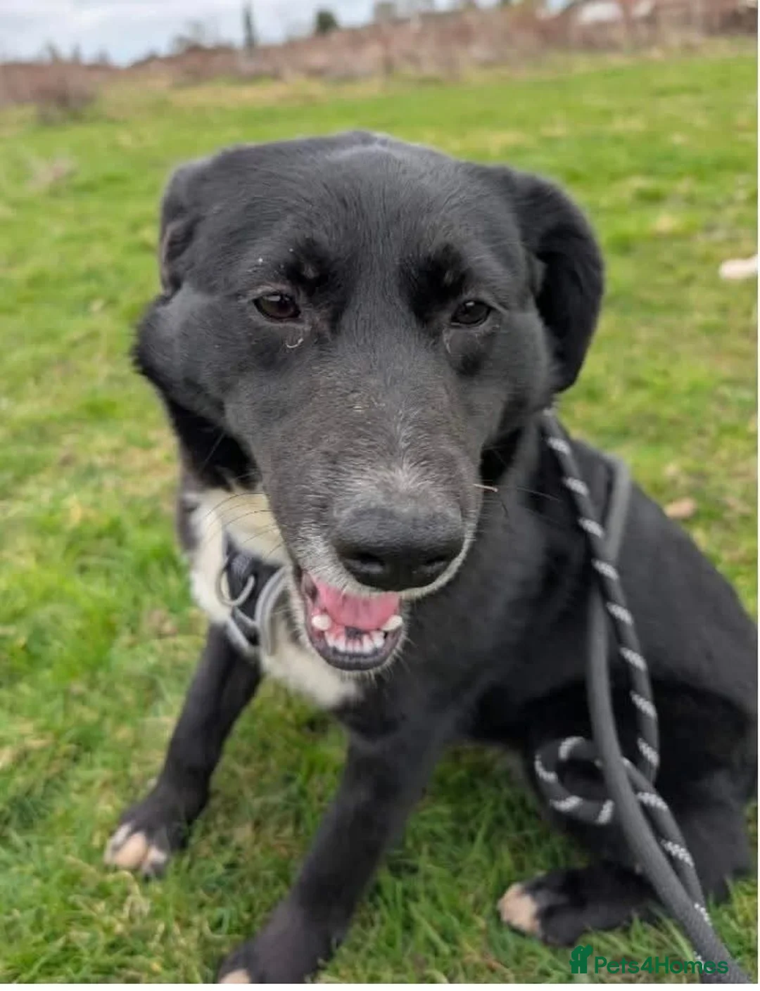 Mixed Breed dogs for adoption: Meet Peaches, currently residing in Essex  - Advert 2