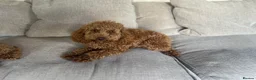 Poodle dogs for stud: Kc Fox red toy poodle for stud  - Advert 25