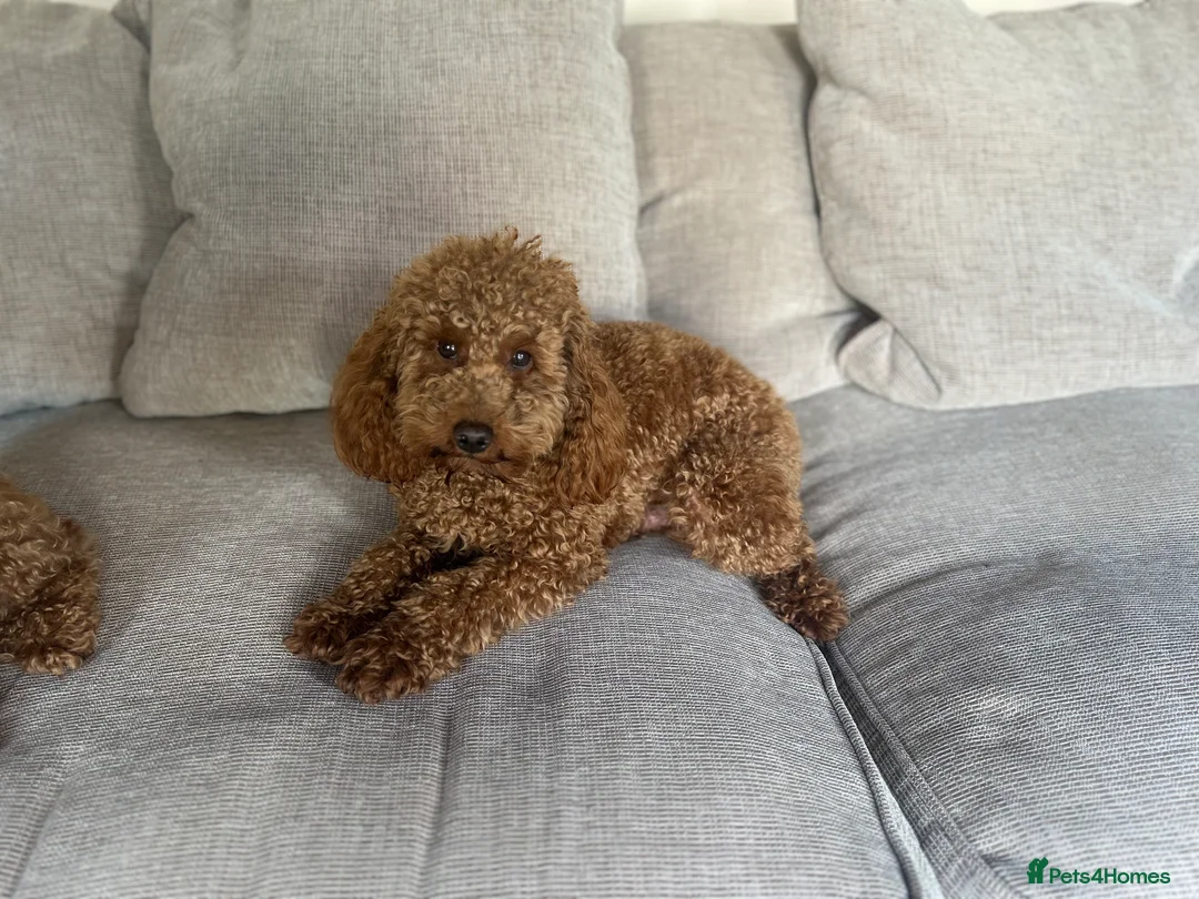 Poodle dogs for stud: Kc Fox red toy poodle for stud  - Advert 25