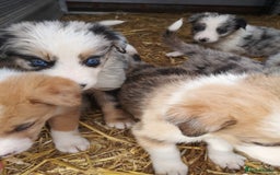 Border Collie dogs for sale: Collie puppies blue Merle and red Merle  - Image 7