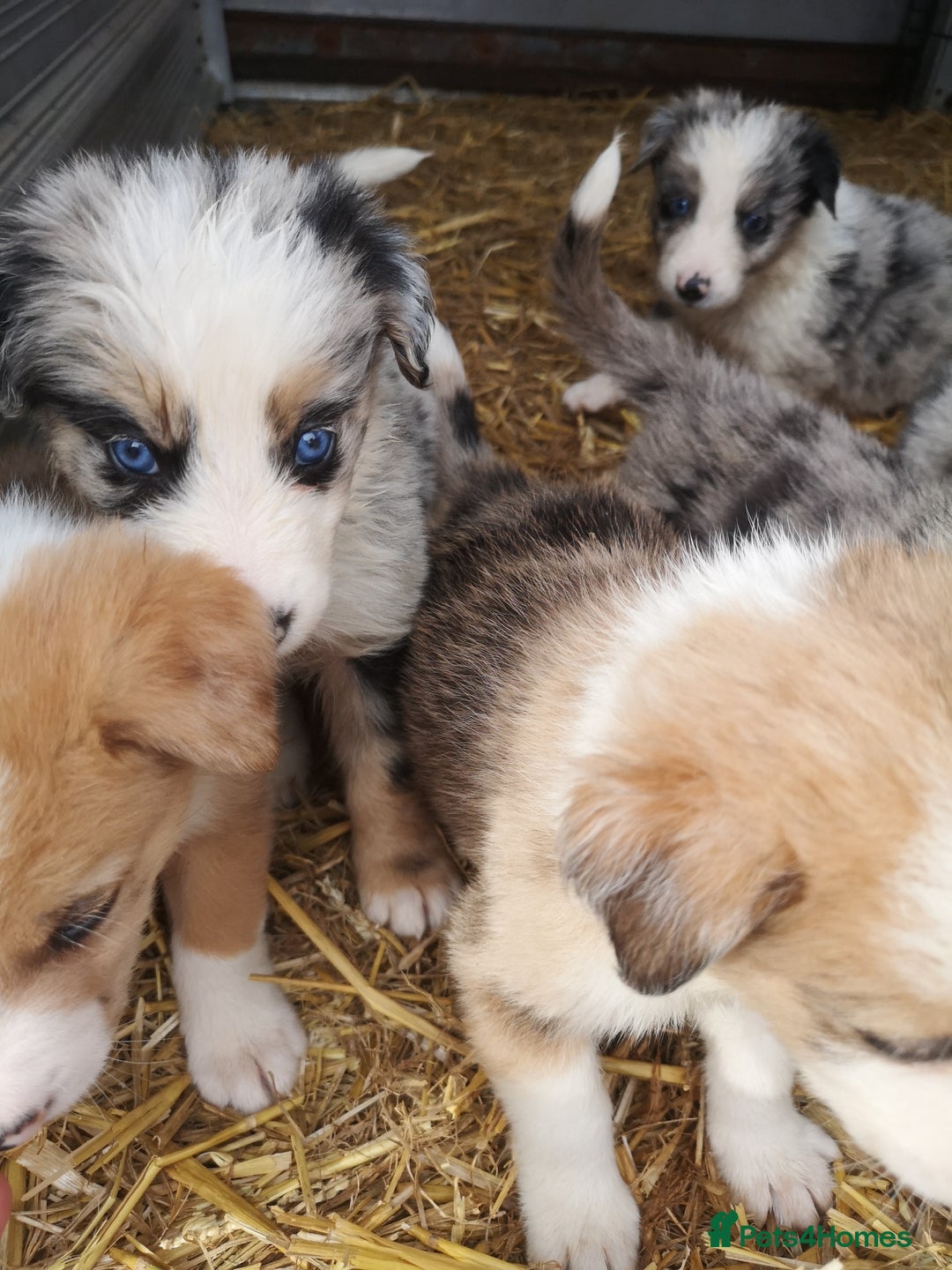 Border Collie dogs for sale: Collie puppies blue Merle and red Merle  - Image 7