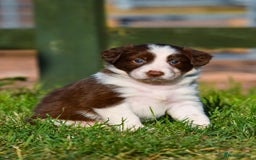 Sprollie dogs for sale: 7 Sprollie X Border Collie pups - Image 1