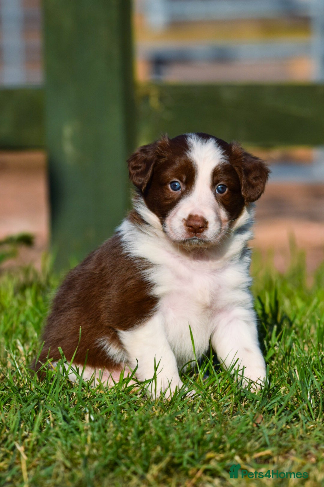 Sprollie dogs for sale: 7 Sprollie X Border Collie pups - Image 1