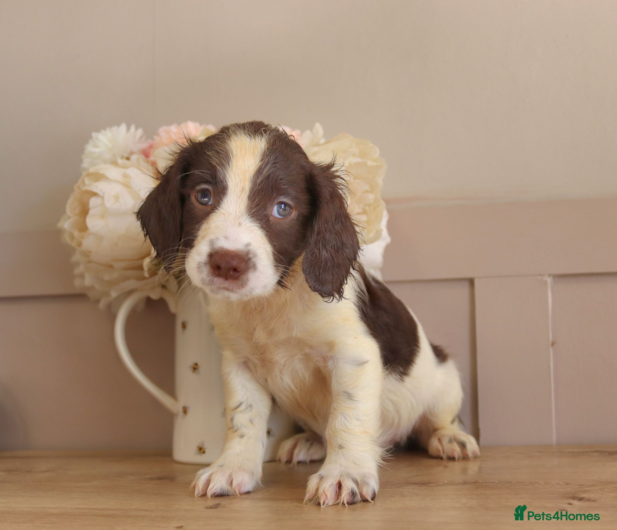 English Springer Spaniel dogs Beautiful English Springer spaniel pups - Advert 3