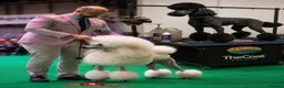 Standard Poodle dogs for sale: KC Registered Show Quality Standard Poodle Puppies - Advert 3
