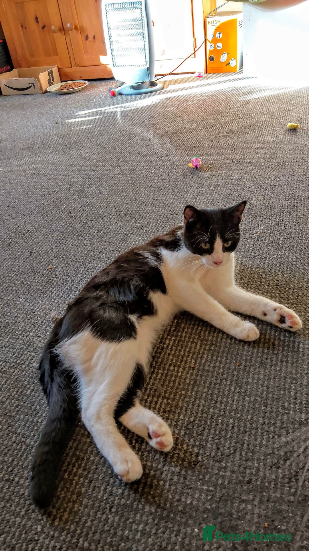 Mixed Breed cats for sale: One little tuxedo 🥰 - Image 20