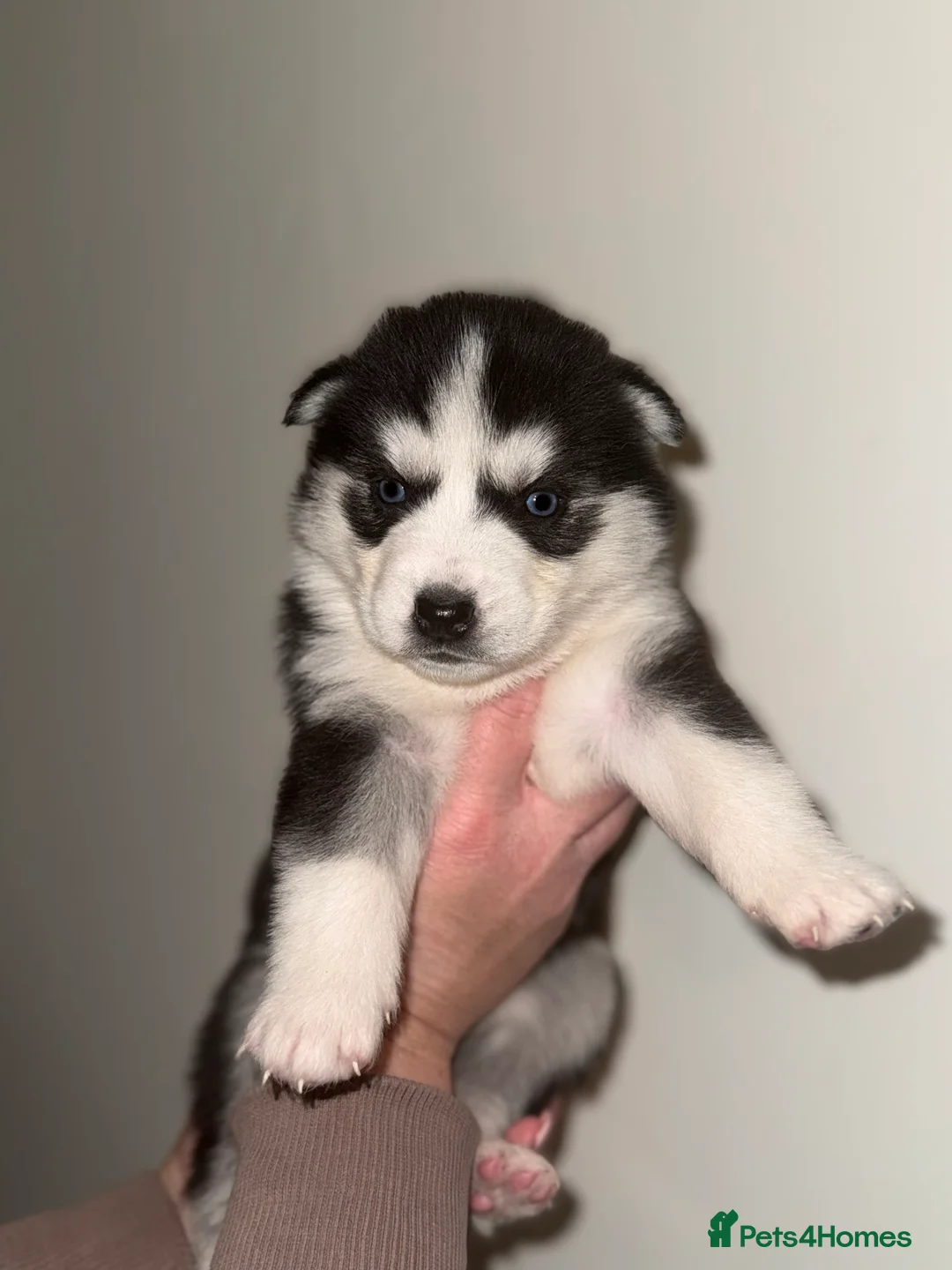 Siberian Husky dogs for sale: 3 Stunning Siberian Husky boys with blue eyes 😍 - Advert 21