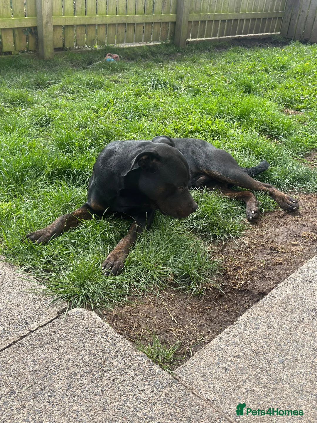 Mixed Breed dogs for sale: Male Rottweiler x staff looking for forever home  in Millom - Advert 2