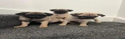 Pug dogs for sale: Pug puppies 🐶.  - Advert 2