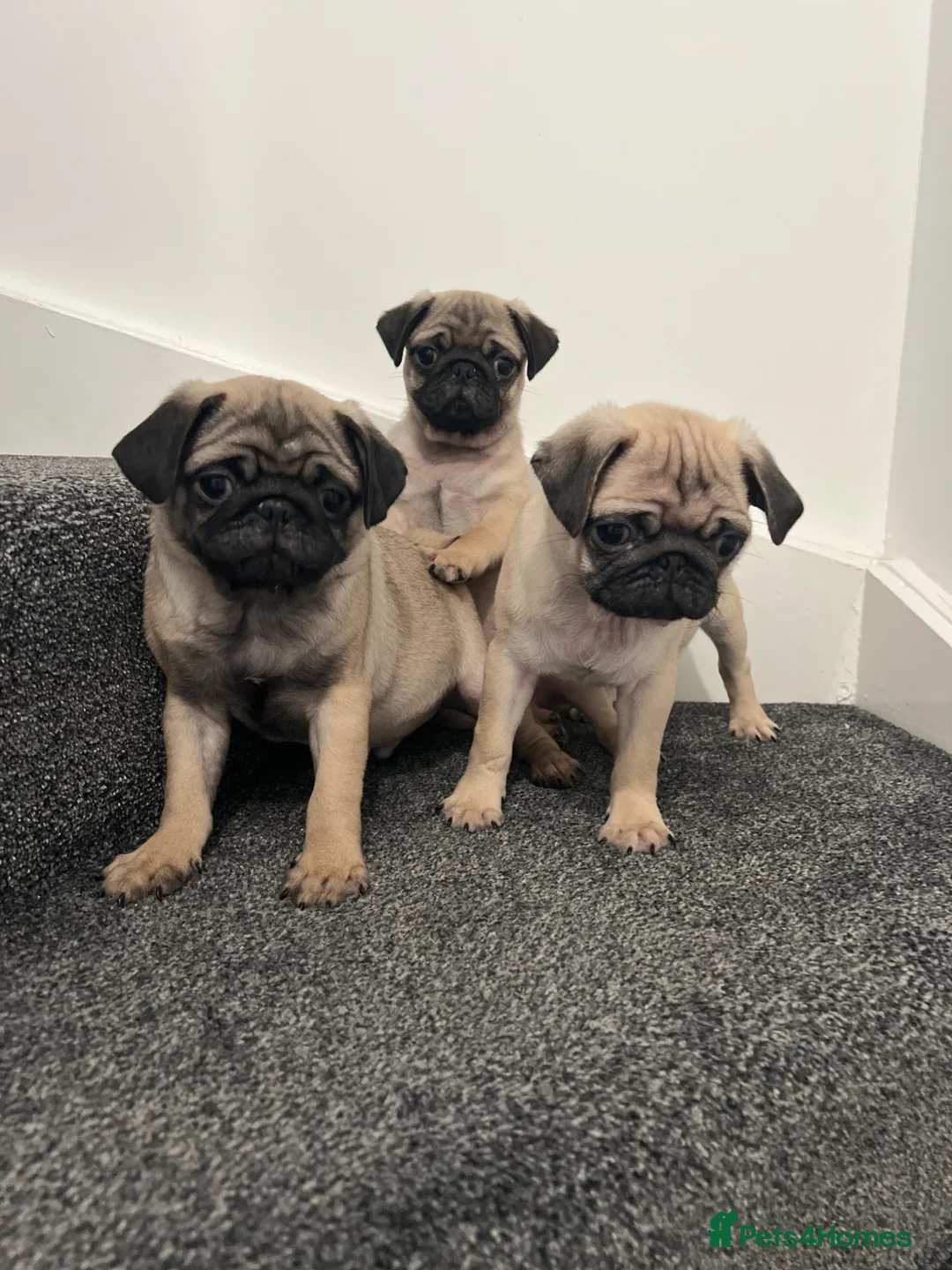 Pug dogs for sale: Pug puppies 🐶.  - Advert 2