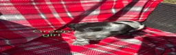 Cocker Spaniel dogs for sale: Adorable cocker spaniel pups  - Advert 14