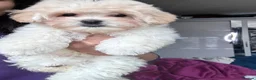 Maltipoo dogs for sale: Rare mix Russian Toy Poodle&Korean Maltese Puppy - Advert 28
