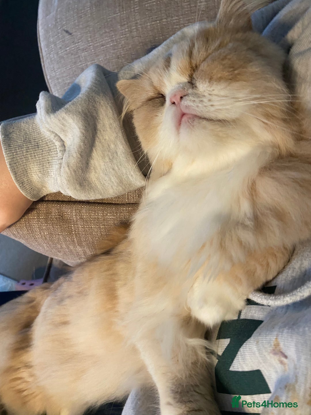 Persian cats for sale: Alvin - Advert 2