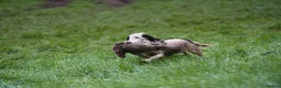English Springer Spaniel dogs for sale: Excellent quality kc springer spaniel pups  - Advert 33